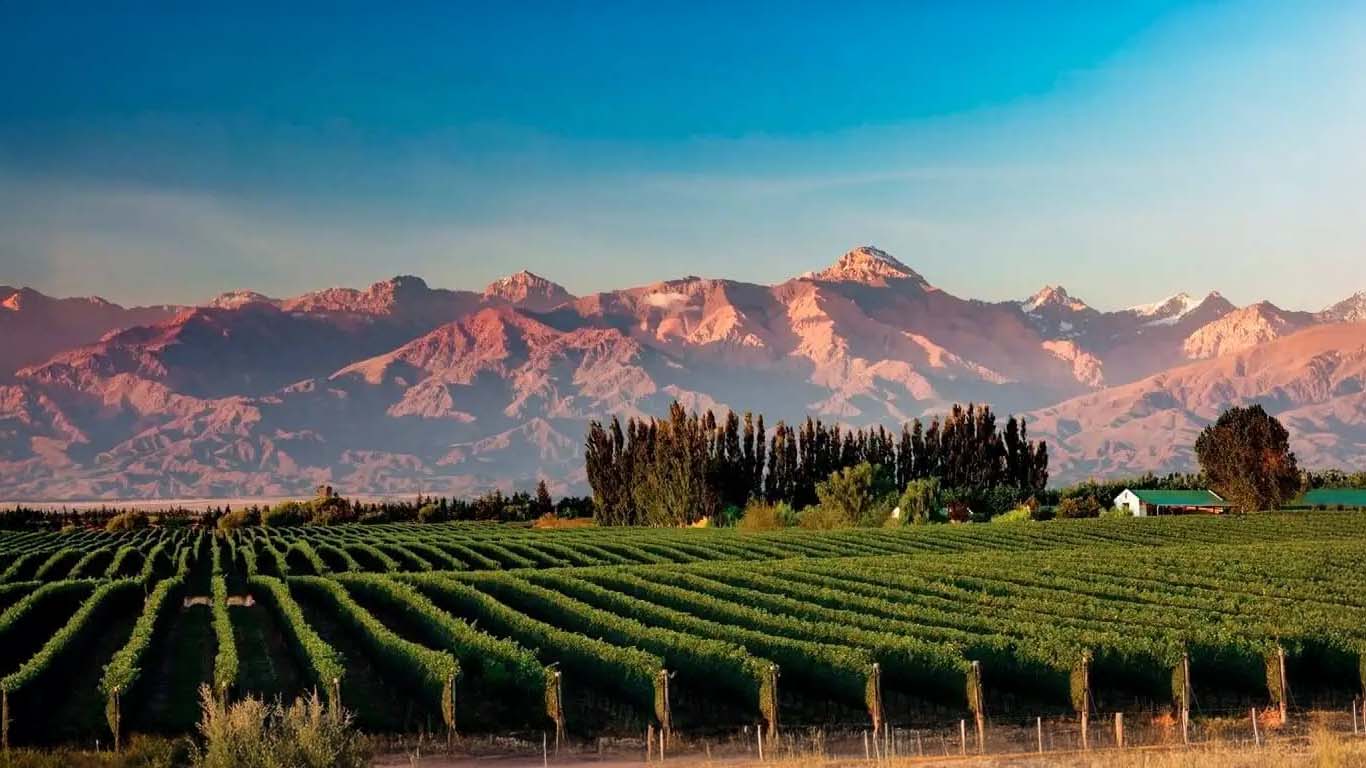 Vineyard plot